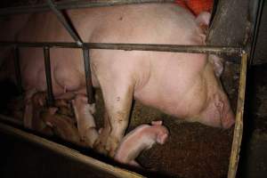 Farrowing crates at Finniss Park Piggery SA - Australian pig farming - Captured at Finniss Park Piggery, Mannum SA Australia.