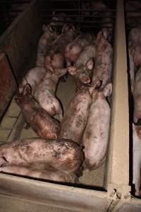 Grower pigs packed together - Australian pig farming - Captured at Willawa Piggery, Grong Grong NSW Australia.