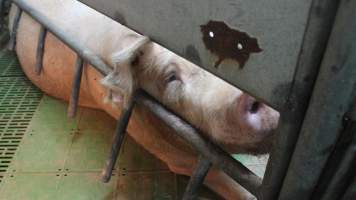 Farrowing crates at Yelmah Piggery SA - Australian pig farming - Captured at Yelmah Piggery, Magdala SA Australia.