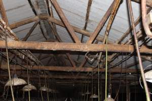 Ceiling of farrowing shed - Australian pig farming - Captured at Wasleys Piggery, Pinkerton Plains SA Australia.
