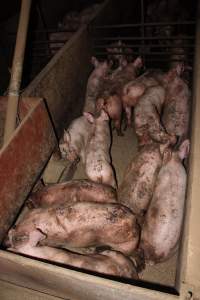 Grower pigs packed together - Australian pig farming - Captured at Willawa Piggery, Grong Grong NSW Australia.