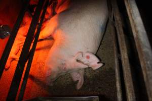 Farrowing crates at Finniss Park Piggery SA - Australian pig farming - Captured at Finniss Park Piggery, Mannum SA Australia.