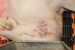 Sow with skin condition - Australian pig farming - Captured at Grong Grong Piggery, Grong Grong NSW Australia.