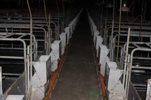 Looking down aisle of farrowing shed - Australian pig farming - Captured at Wasleys Piggery, Pinkerton Plains SA Australia.