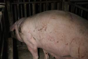 Sow with cuts and scratches - Australian pig farming - Captured at Sheaoak Piggery, Shea-Oak Log SA Australia.