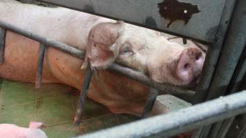 Farrowing crates at Yelmah Piggery SA - Australian pig farming - Captured at Yelmah Piggery, Magdala SA Australia.