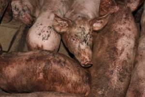 Grower pigs packed together - Australian pig farming - Captured at Willawa Piggery, Grong Grong NSW Australia.