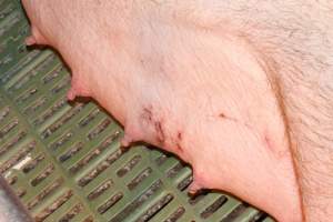 Farrowing crates at Bungowannah Piggery NSW - Australian pig farming - Captured at Bungowannah Piggery, Bungowannah NSW Australia.