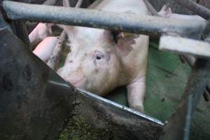 Farrowing crates at Yelmah Piggery SA - Australian pig farming - Captured at Yelmah Piggery, Magdala SA Australia.