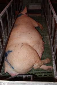 Farrowing crates at Bungowannah Piggery NSW - Australian pig farming - Captured at Bungowannah Piggery, Bungowannah NSW Australia.