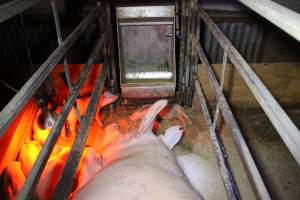 Farrowing crates at Finniss Park Piggery SA - Australian pig farming - Captured at Finniss Park Piggery, Mannum SA Australia.