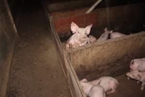 Grower pens - Australian pig farming - Captured at Willawa Piggery, Grong Grong NSW Australia.