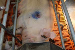 Sow with pressure sore - Australian pig farming - Captured at Grong Grong Piggery, Grong Grong NSW Australia.