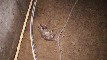 Dead rat in hallway - Australian pig farming - Captured at Yelmah Piggery, Magdala SA Australia.