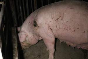 Sow with cuts and scratches - Australian pig farming - Captured at Sheaoak Piggery, Shea-Oak Log SA Australia.