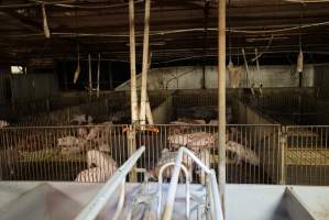 Weaner/grower piglets - Australian pig farming - Captured at Yelmah Piggery, Magdala SA Australia.