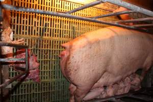 Stillborn piglet - Australian pig farming - Captured at Bungowannah Piggery, Bungowannah NSW Australia.