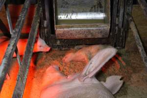 Farrowing crates at Finniss Park Piggery SA - Australian pig farming - Captured at Finniss Park Piggery, Mannum SA Australia.