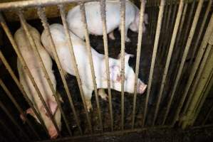 Weaner/grower piglets - Australian pig farming - Captured at Yelmah Piggery, Magdala SA Australia.