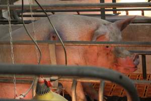 Sow with pressure sore - Australian pig farming - Captured at Grong Grong Piggery, Grong Grong NSW Australia.