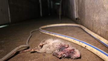 Dead rat in hallway - Australian pig farming - Captured at Yelmah Piggery, Magdala SA Australia.