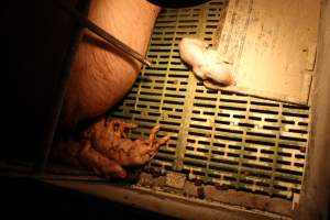 Stillborn piglets - Australian pig farming - Captured at Bungowannah Piggery, Bungowannah NSW Australia.