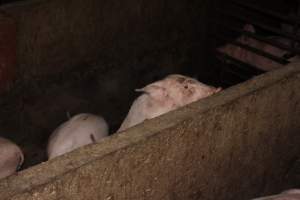 Grower pens - Australian pig farming - Captured at Willawa Piggery, Grong Grong NSW Australia.