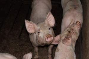 Grower pens - Australian pig farming - Captured at Willawa Piggery, Grong Grong NSW Australia.