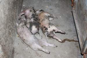Dead piglets in aisle - Australian pig farming - Captured at Wasleys Piggery, Pinkerton Plains SA Australia.