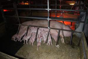 Farrowing crates at Finniss Park Piggery SA - Australian pig farming - Captured at Finniss Park Piggery, Mannum SA Australia.