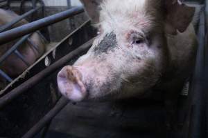 Farrowing crates at Yelmah Piggery SA - Australian pig farming - Captured at Yelmah Piggery, Magdala SA Australia.