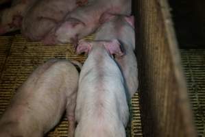 Weaner/grower piglets - Australian pig farming - Captured at Yelmah Piggery, Magdala SA Australia.