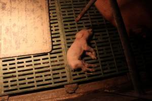 Farrowing crates at Bungowannah Piggery NSW - Australian pig farming - Captured at Bungowannah Piggery, Bungowannah NSW Australia.