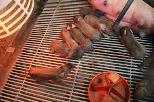 Farrowing crates at Yelmah Piggery SA - Australian pig farming - Captured at Yelmah Piggery, Magdala SA Australia.