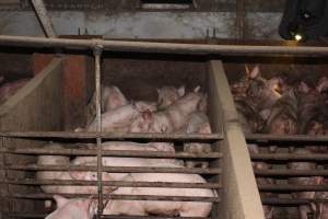 Grower pens - Australian pig farming - Captured at Willawa Piggery, Grong Grong NSW Australia.