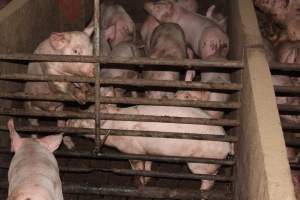 Grower pens - Australian pig farming - Captured at Willawa Piggery, Grong Grong NSW Australia.