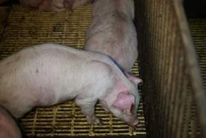Weaner/grower piglets - Australian pig farming - Captured at Yelmah Piggery, Magdala SA Australia.