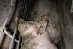 Two sows in the one sow stall - Australian pig farming - Captured at Sheaoak Piggery, Shea-Oak Log SA Australia.