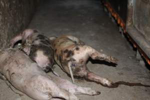 Dead piglets in aisle - Australian pig farming - Captured at Wasleys Piggery, Pinkerton Plains SA Australia.