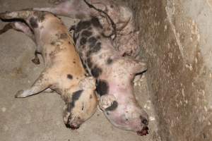 Dead piglets in aisle - Australian pig farming - Captured at Wasleys Piggery, Pinkerton Plains SA Australia.