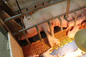 Sow with large leg wound - Australian pig farming - Captured at Grong Grong Piggery, Grong Grong NSW Australia.