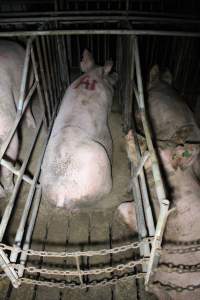 Two sows in the one sow stall - Australian pig farming - Captured at Sheaoak Piggery, Shea-Oak Log SA Australia.