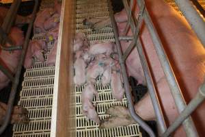 Farrowing crates at Grong Grong Piggery NSW - Australian pig farming - Captured at Grong Grong Piggery, Grong Grong NSW Australia.