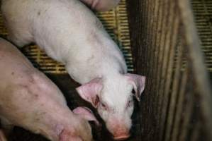 Weaner with bloody ear - Australian pig farming - Captured at Yelmah Piggery, Magdala SA Australia.