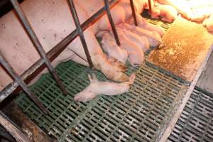 Farrowing crates at Bungowannah Piggery NSW - Australian pig farming - Captured at Bungowannah Piggery, Bungowannah NSW Australia.