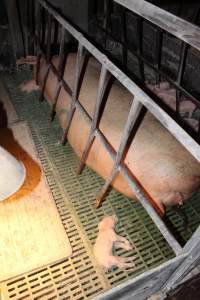 Farrowing crates at Bungowannah Piggery NSW - Australian pig farming - Captured at Bungowannah Piggery, Bungowannah NSW Australia.