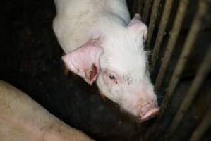 Weaner with bloody ear - Australian pig farming - Captured at Yelmah Piggery, Magdala SA Australia.