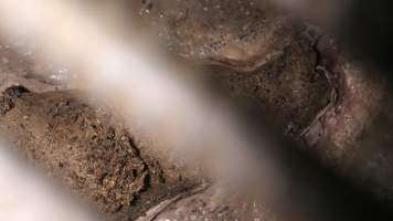 Dead piglet underneath farrowing crate - Australian pig farming - Captured at Yelmah Piggery, Magdala SA Australia.