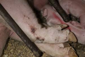 Farrowing crates at Finniss Park Piggery SA - Australian pig farming - Captured at Finniss Park Piggery, Mannum SA Australia.