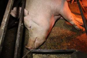 Sow on hard concrete floor of farrowing crate - Australian pig farming - Captured at Finniss Park Piggery, Mannum SA Australia.